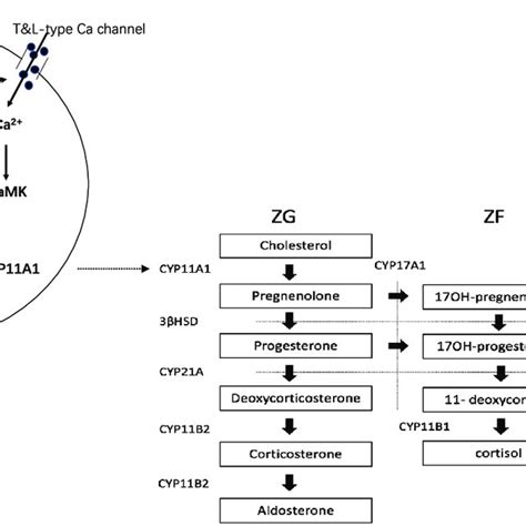 The Pathway Of Aldosterone Biosynthesis Angiotensin Ii Ang Ii Binds Download Scientific