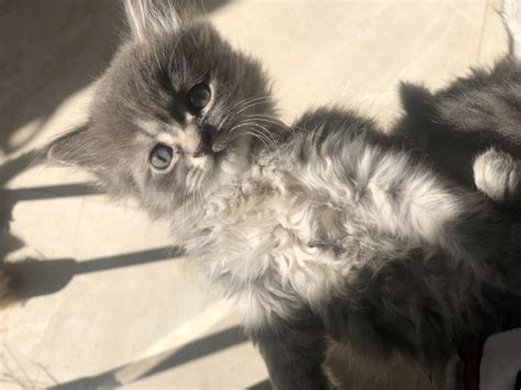 Chat Chirazi Mâle A Vendre Prix Maroc