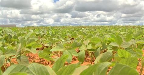 G Na Reta Final Plantio Da Soja Atinge Da Rea Em Mato