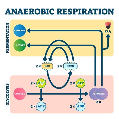 Anaerobic Respiration - Biology Simple