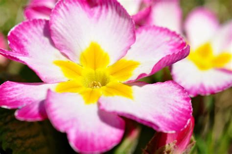 Free Images Nature Blossom White Petal Bloom Yellow Garden