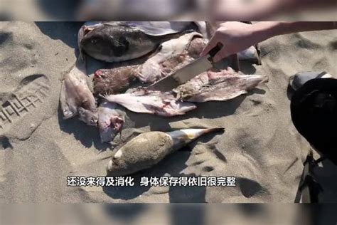 男子水里摸到一条大鱼，切开后发现自己赚大了，镜头记录全过程大鱼镜头全过程