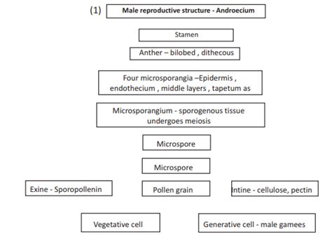 Cbse Class 12 Biology Sexual Reproduction In Flowering Plants Flow Chart