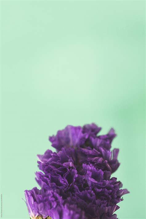 "Purple Flower On A Mint Green Background" by Stocksy Contributor ...