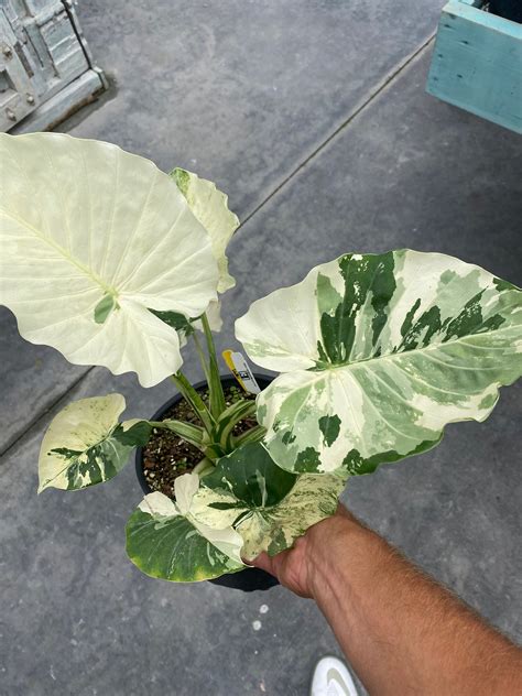 Alocasia Odora Variegated Etsy