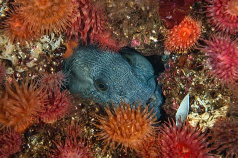 Diving in Saltstraumen - Visit Bodø