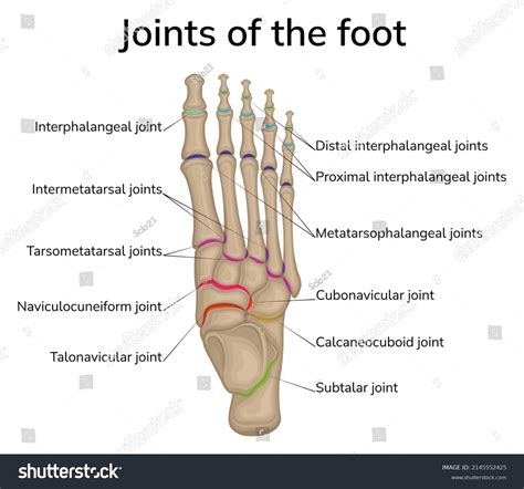 Illustration Joints Foot Bones Foot Depicted Stock Vector (Royalty Free ...