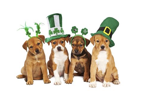 Puppies Saint Patrick S Day Wallpapers Wallpaper Cave