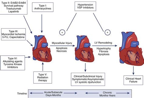 Cardiac Effects Of Cancer Therapy Clinical Gate