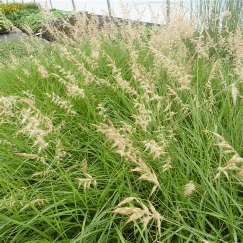 Herbe Aux Couvillons Vente Pennisetum Orientalis