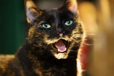 DIY How To Express Your Cat S Anal Glands World Cat Finder
