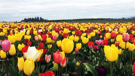 Wooden Shoe Tulip Fest 2025 Tickets Dates Venues CarniFest