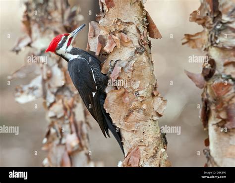 Pileated Woodpecker On Birch Tree Bird Birds Woodpeckers Ornithology