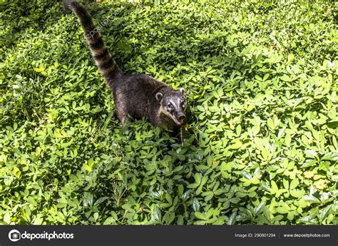 South American Coati Nasua Nasua Park Brazil Stock Photo Alfribeiro