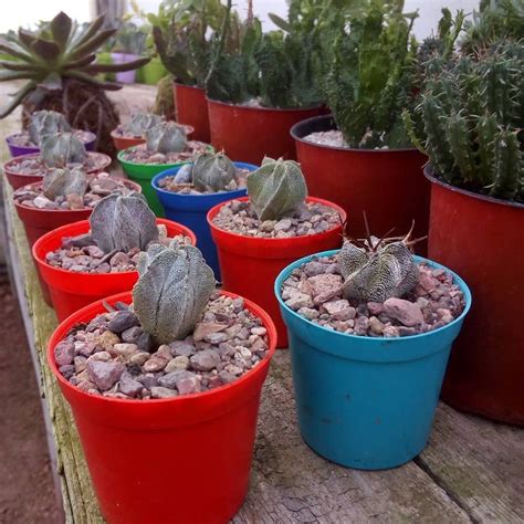 Publicaci N De Instagram De Vivero De Cactus Antu Nehuen De Jun De