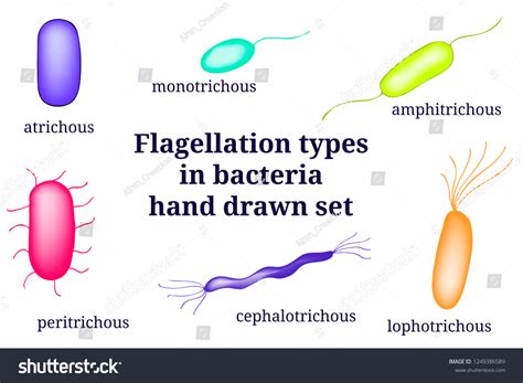 Hand Drawn Microbiology Set Arrangements Bacterial Stock Vector