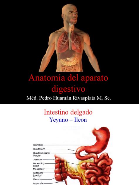 PDF Clase Aparato Digestivo Segunda Parte DOKUMEN TIPS