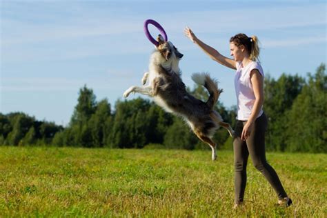 Border Collie Conhe A A Ra A De Cachorro Mais Inteligente Do Mundo