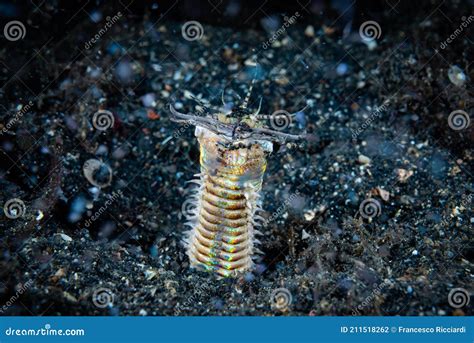 Bobbit Worm Eunice Aphroditois Stock Photo Image Of Deep Lembeh