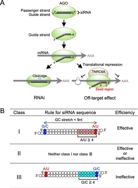 Sirna Seed Region Is Divided Into Two Functionally Different Domains In Rna Interference In