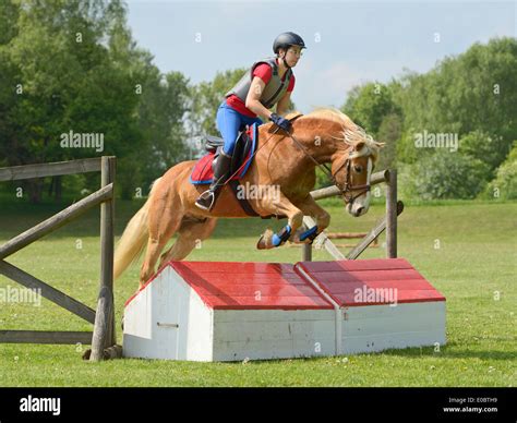 Haflinger horse jumping hi-res stock photography and images - Alamy