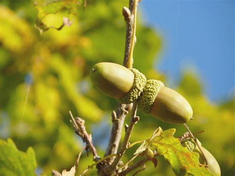 Bellota Fruta Árbol De Foto Gratis En Pixabay Pixabay