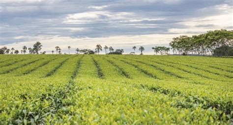 Presentaron La “expo Té” Un Homenaje A Los 100 Años De La Producción