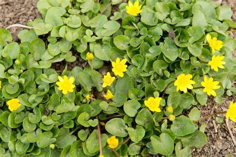 As Abelhas Polinizam A Flor Amarela Da Mola Foto De Stock Imagem De