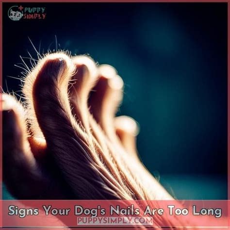 Proper Dog Nail Length Care Tips And Trimming Guidelines