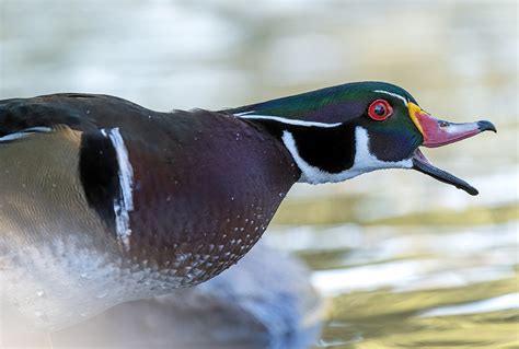 Wood Duck