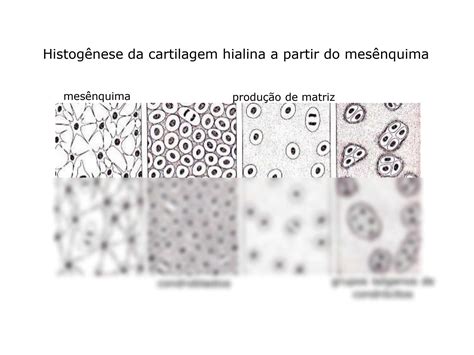 Solution Tecido O Sseo E Cartilaginoso Studypool