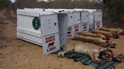 07 Lions Arrive In Akagera National Park Visit Rwanda