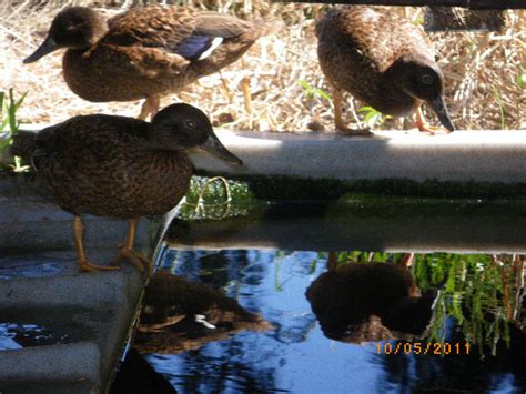 Midway Atoll Wildlife Refuge, Hawaii — Rainmaker Wildlife Products