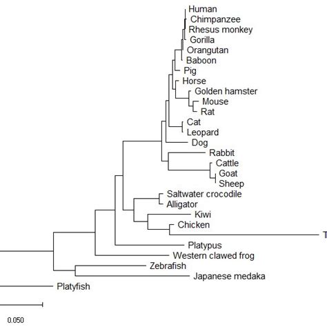 Molecular Mechanisms Of Mammalian Sex Determination Leading To Male Or