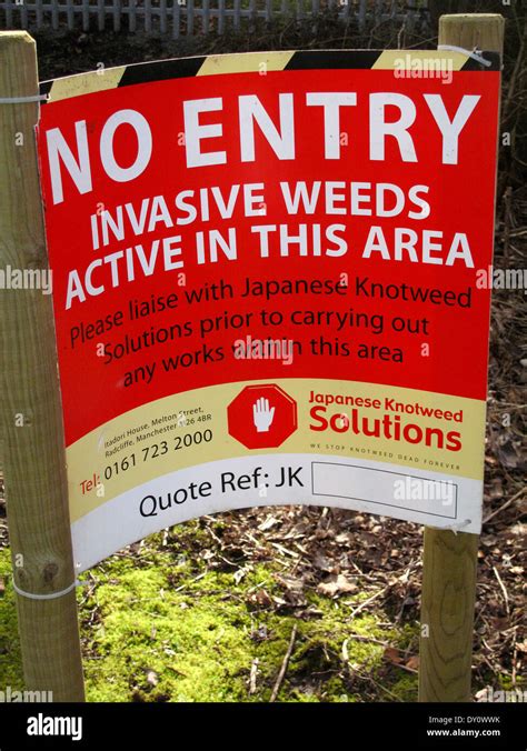 Warning Sign For Japanese Knotweed Infestation Stock Photo Alamy