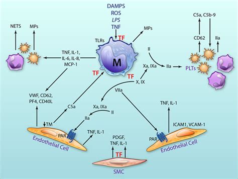 Cross Talk Pathways Between Coagulation And Inflammation Circulation