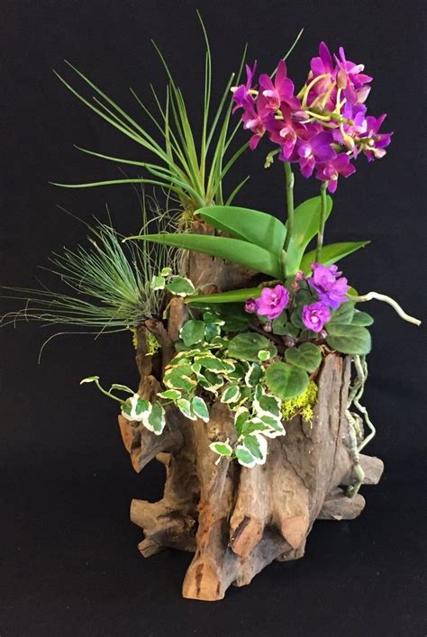 Orhidee In 2024 Exotic Plants Orchid Flower Arrangements Orchid