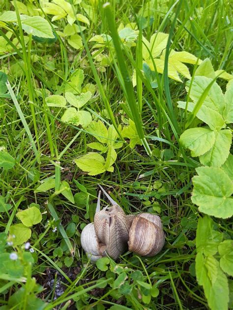 Garden Snails In The Grass Mating And Reproduction May Stock Image