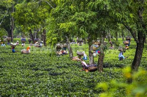 Tea Estate In Tea City Of Dibrugarh Tea Gardens In Dibrugarh