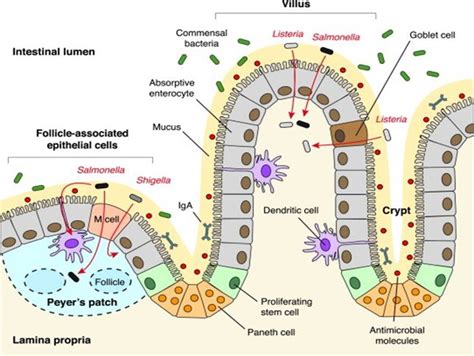 Structure of intestinal epithelium and the route of entry by foodborne ...