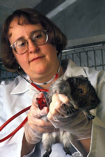 Guinea Pig Wikipedia