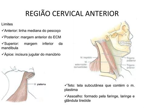 Pescoço anatomia o que um médico generalista precisa saber de