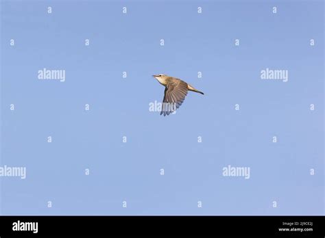 Sedge Warbler Acrocephalus Schoenobaenus Adult Male Singing In