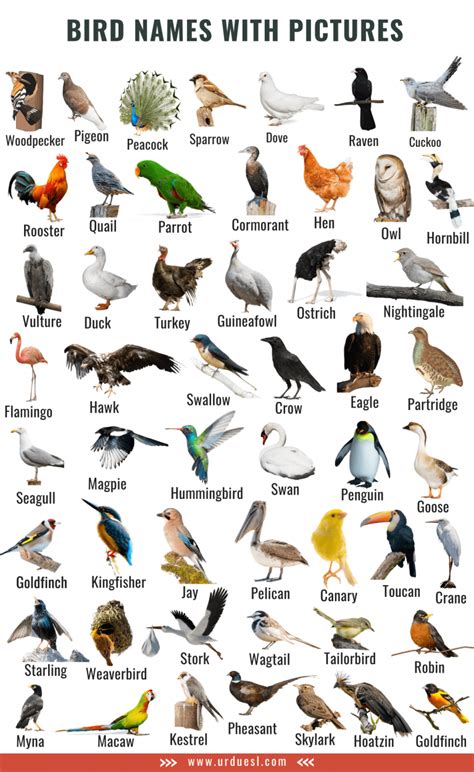 Air Animals With Names