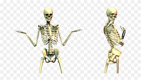 Transparent Bone Human Skeleton Shrug Hd Png Download 940x412