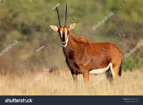 Female Sable Antelope Hippotragus Niger In Natural Habitat South