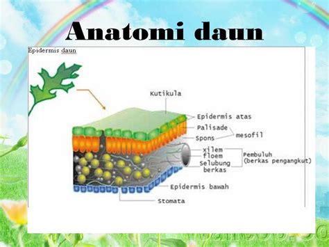 Detail Gambar Struktur Anatomi Daun Koleksi Nomer 49