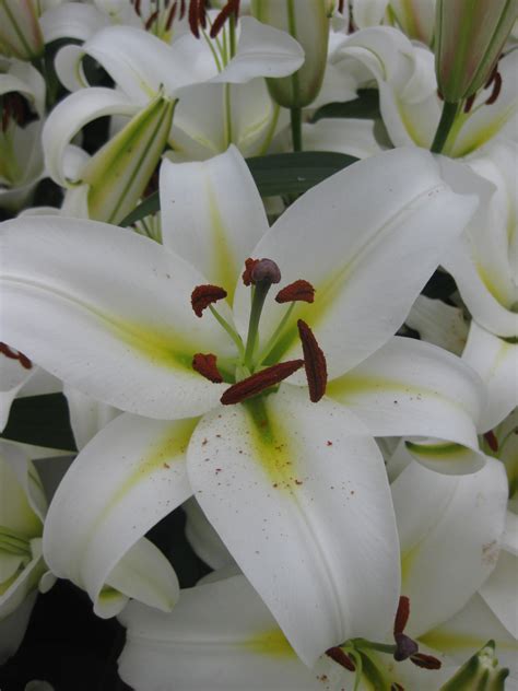 Лилия Форевер Фото И Описание – Telegraph