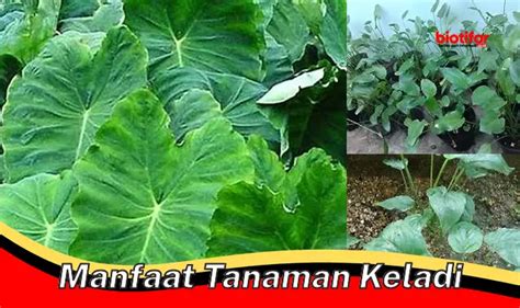 Temukan Manfaat Tanaman Keladi Jarang Diketahui Biotifor