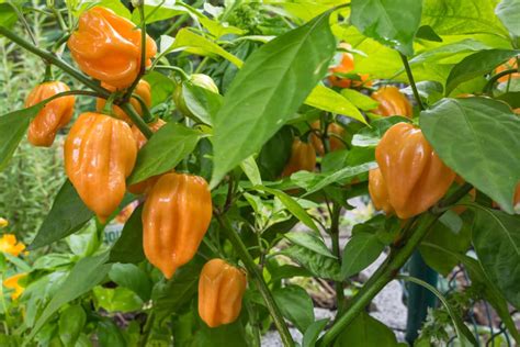 When to Pick Habanero Peppers » Top Picking Tips